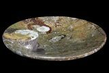 Round Fossil Goniatite Dish #73985-2